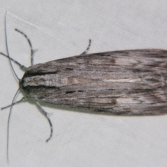 Capusa (genus) (Wedge moth) at Sheldon, QLD - 13 Jul 2007 by PJH123