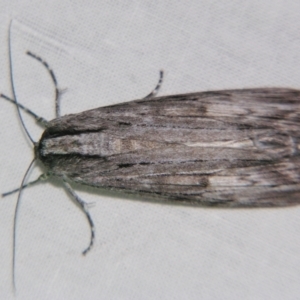 Capusa (genus) at Sheldon, QLD - suppressed