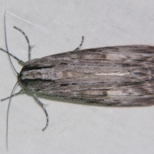 Capusa (genus) at Sheldon, QLD - 13 Jul 2007