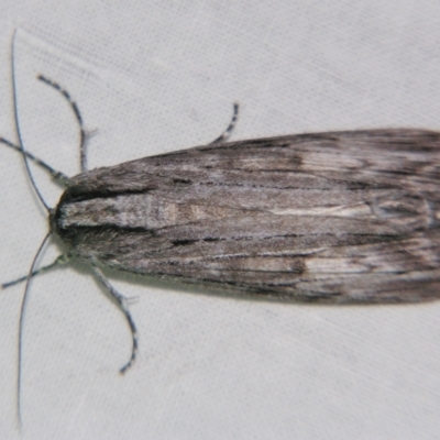 Capusa (genus) (Wedge moth) at Sheldon, QLD - 13 Jul 2007 by PJH123