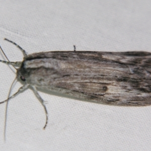 Capusa (genus) at Sheldon, QLD - suppressed