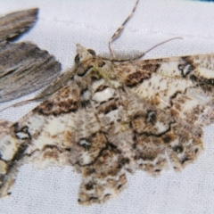 Cleora illustraria (A Geometer moth) at Sheldon, QLD - 13 Jul 2007 by PJH123