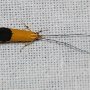 Crocanthes micradelpha at Sheldon, QLD - suppressed