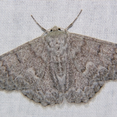 Crypsiphona ocultaria (Red-lined Looper Moth) at Sheldon, QLD - 13 Jul 2007 by PJH123