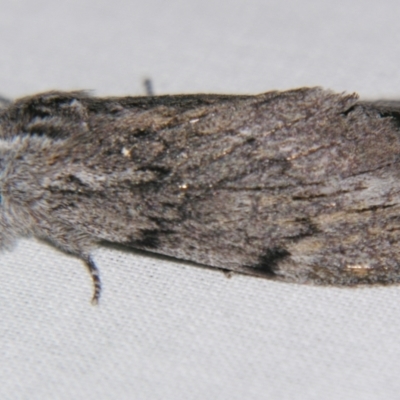 Destolmia lineata (Streaked Notodontid Moth) at Sheldon, QLD - 13 Jul 2007 by PJH123