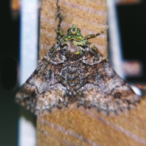 Gastrina cristaria at Sheldon, QLD - suppressed