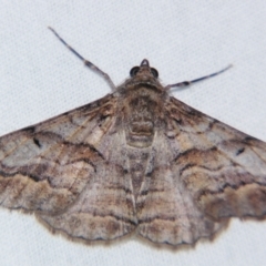 Gastrinodes bitaeniaria (Buff Bark Moth) at Sheldon, QLD - 13 Jul 2007 by PJH123