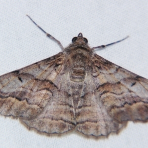 Gastrinodes bitaeniaria at Sheldon, QLD - suppressed