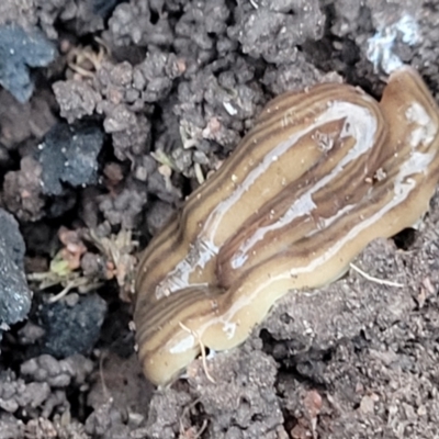 Fletchamia quinquelineata (Five-striped flatworm) at Dunlop Grasslands - 18 Aug 2023 by trevorpreston