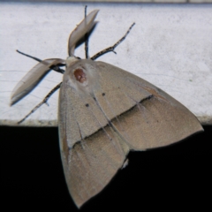 Gastrophora henricaria (Fallen-bark Looper, Beautiful Leaf Moth) at Sheldon, QLD - 13 Jul 2007 by PJH123