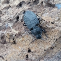 Adelium porcatum (Darkling Beetle) at Dunlop Grasslands - 18 Aug 2023 by trevorpreston