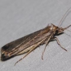 Unidentified Pyralid or Snout Moth (Pyralidae & Crambidae) at Sheldon, QLD - 13 Jul 2007 by PJH123