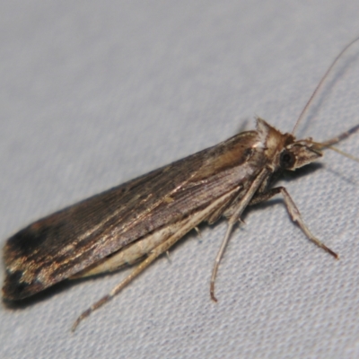 Unidentified Pyralid or Snout Moth (Pyralidae & Crambidae) at Sheldon, QLD - 13 Jul 2007 by PJH123