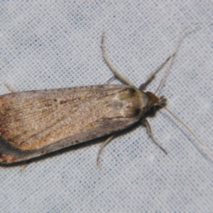 Lygephila fallax at Sheldon, QLD - suppressed