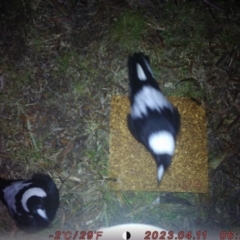 Gymnorhina tibicen (Australian Magpie) at Australian National University - 18 Aug 2023 by u7475825