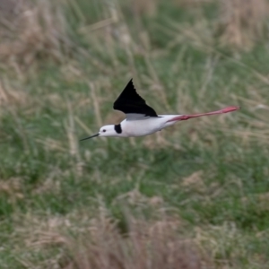 Himantopus leucocephalus at Fyshwick, ACT - 18 Aug 2023 08:19 AM