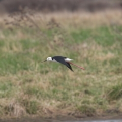 Himantopus leucocephalus at Fyshwick, ACT - 18 Aug 2023