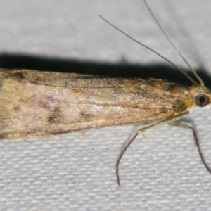 Eudonia cleodoralis at Sheldon, QLD - suppressed