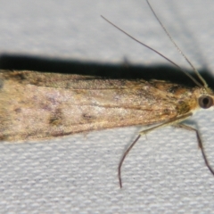 Eudonia cleodoralis (A Crambid moth) at Sheldon, QLD - 13 Jul 2007 by PJH123