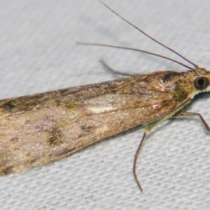 Eudonia cleodoralis at Sheldon, QLD - suppressed