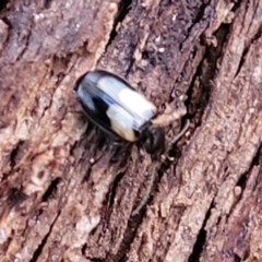 Sarothrocrepis civica (An arboreal 'ground' beetle) at Dunlop Grasslands - 18 Aug 2023 by trevorpreston