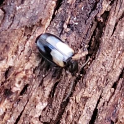 Sarothrocrepis civica (An arboreal 'ground' beetle) at Fraser, ACT - 18 Aug 2023 by trevorpreston