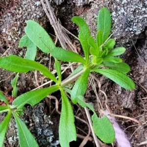 Galium aparine at Fraser, ACT - 18 Aug 2023 05:14 PM