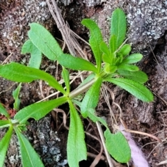 Galium aparine (Goosegrass, Cleavers) at Dunlop Grasslands - 18 Aug 2023 by trevorpreston