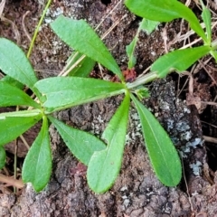 Galium aparine at Fraser, ACT - 18 Aug 2023 05:14 PM