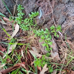 Galium aparine at Fraser, ACT - 18 Aug 2023 05:14 PM