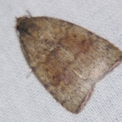 Austrocarea iocephala (Broad-headed Moth) at Sheldon, QLD - 20 Jul 2007 by PJH123