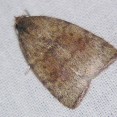Austrocarea iocephala (Broad-headed Moth) at Sheldon, QLD - 20 Jul 2007 by PJH123