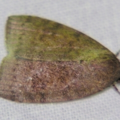 Austrocarea iocephala at Sheldon, QLD - suppressed