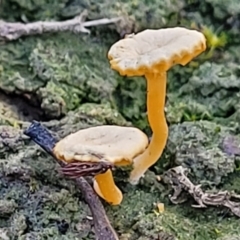 Lichenomphalia chromacea (Yellow Navel) at Banksia Street Wetland Corridor - 18 Aug 2023 by trevorpreston