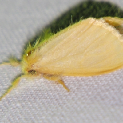 Euproctis fimbriata (A Noctuid moth (Lymantriinae)) at Sheldon, QLD - 20 Jul 2007 by PJH123