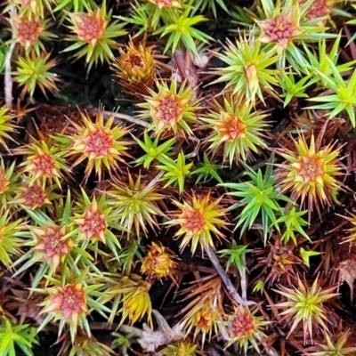 Polytrichaceae sp. (family) (A moss) at Banksia Street Wetland Corridor - 18 Aug 2023 by trevorpreston