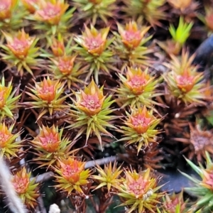 Polytrichaceae sp. (family) at Banksia Street Wetland Corridor - 18 Aug 2023 04:00 PM