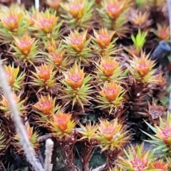 Polytrichaceae sp. (family) at Banksia Street Wetland Corridor - 18 Aug 2023