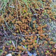 Polytrichaceae sp. (family) at Banksia Street Wetland Corridor - 18 Aug 2023 04:00 PM