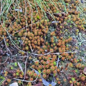 Polytrichaceae sp. (family) at Banksia Street Wetland Corridor - 18 Aug 2023 04:00 PM