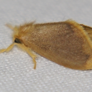 Euproctis fimbriata at suppressed - suppressed