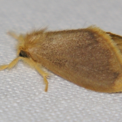 Euproctis fimbriata (A Noctuid moth (Lymantriinae)) at Sheldon, QLD - 20 Jul 2007 by PJH123