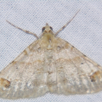 Gastrinodes bitaeniaria (Buff Bark Moth) at Sheldon, QLD - 20 Jul 2007 by PJH123