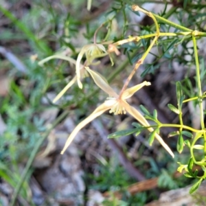 Clematis leptophylla at O'Connor, ACT - 18 Aug 2023