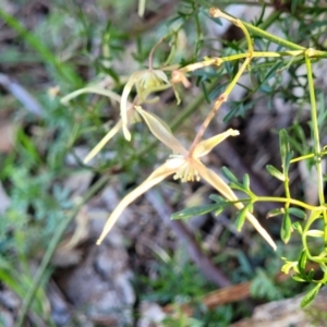 Clematis leptophylla at O'Connor, ACT - 18 Aug 2023 03:58 PM