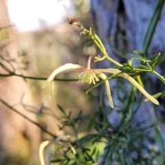 Clematis leptophylla at O'Connor, ACT - 18 Aug 2023