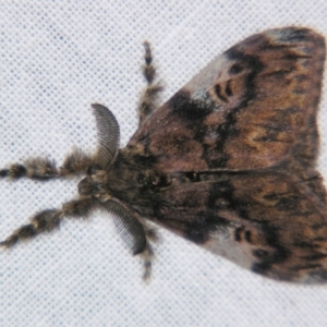 Orgyia australis at Sheldon, QLD - suppressed