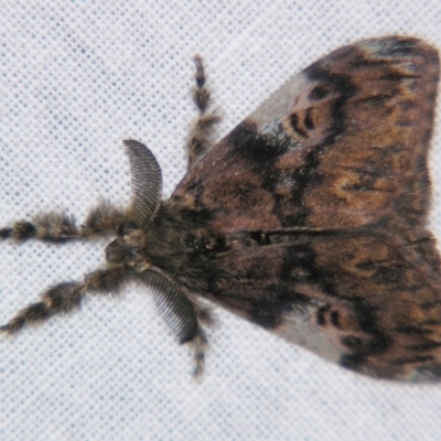 Orgyia australis (Painted Pine Moth) at Sheldon, QLD - 20 Jul 2007 by PJH123