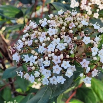 Viburnum tinus (Laurustinus) at Banksia Street Wetland Corridor - 18 Aug 2023 by trevorpreston