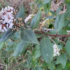 Viburnum tinus at O'Connor, ACT - 18 Aug 2023